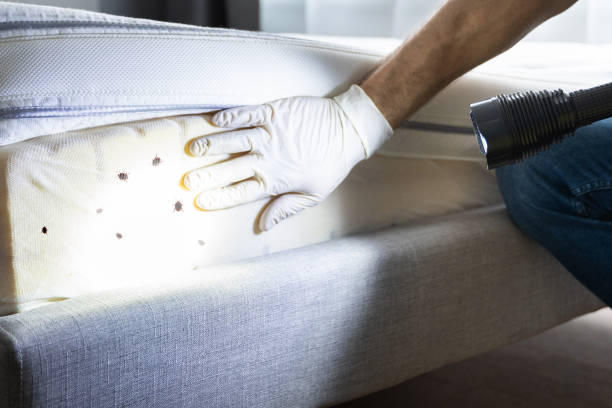 Best Cockroach Control Services  in Baldwinsville, NY